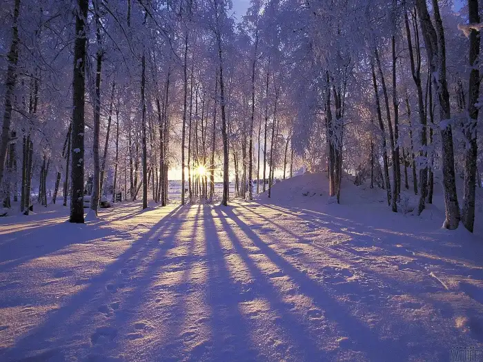 Winter Forest Sun Light Background HD Wallpaper Free