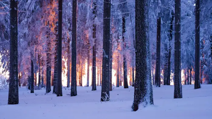 Winter Forest Sunrise Background HD Wallpaper Free