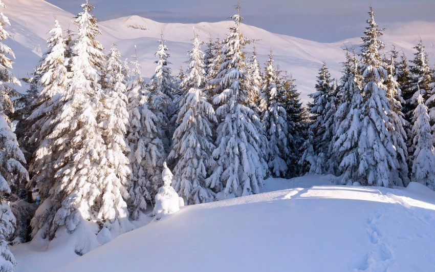 Winter Forest Tree Background HD Download Free