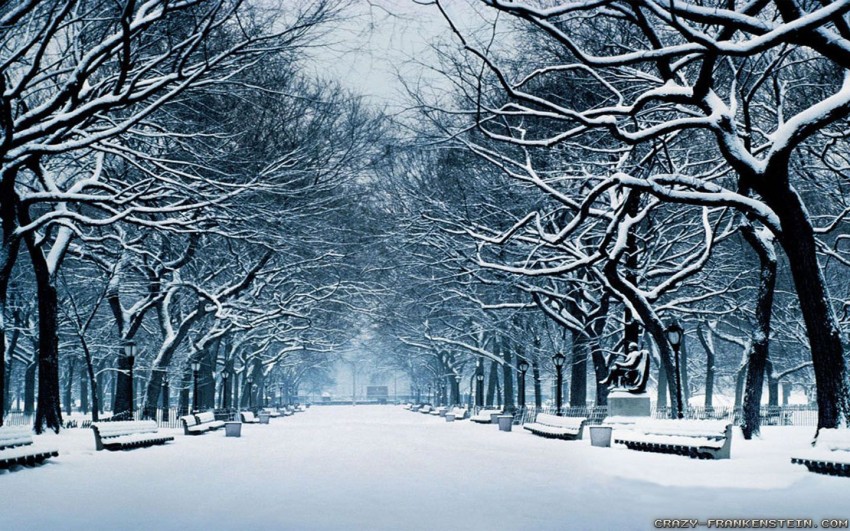 Winter Forest Tree Background HD Download Free