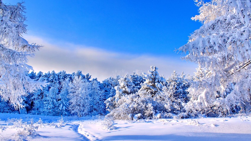 Winter Forest Tree Background HD Download Free