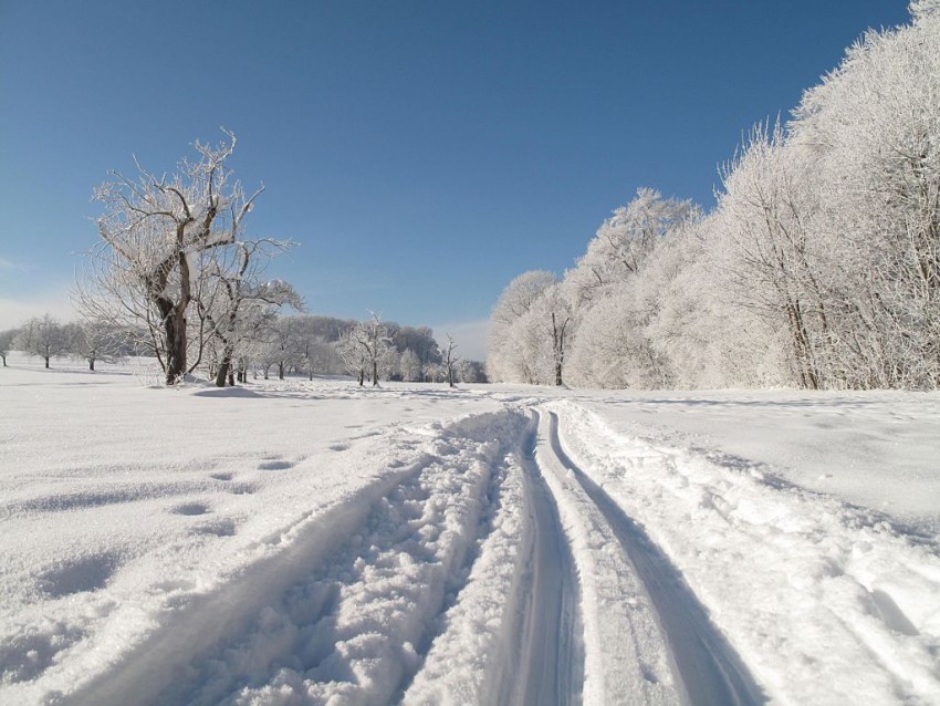 Winter Forest Tree Road Background Full HD