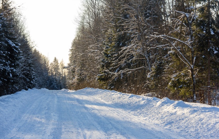 Winter Forest Tree Road Background Full HD