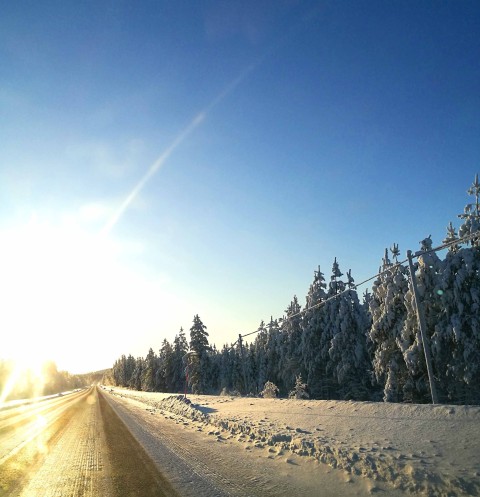 Winter Forest Tree Road Background Full HD