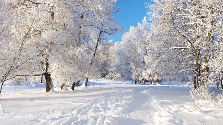 Winter Forest Tree Road Background Full HD