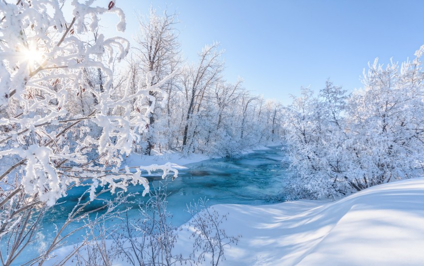 Winter Forest Tree Road Background Full HD