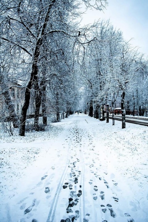 Winter Forest TRee Road Background Full HD Download Free