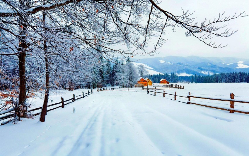 Winter Forest TRee Road Background Full HD Download Free