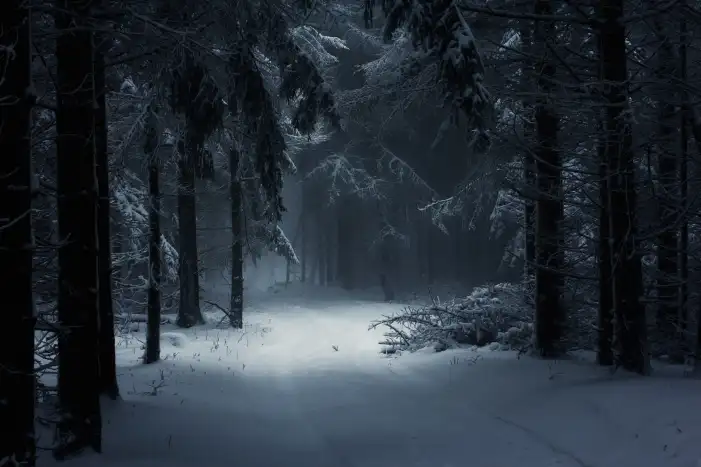 Winter Forest Tree Road Background HD Wallpaper Free