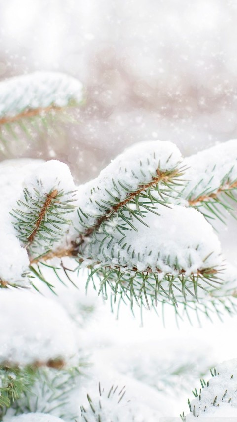 Winter Ice Pine Tree Background HD Download