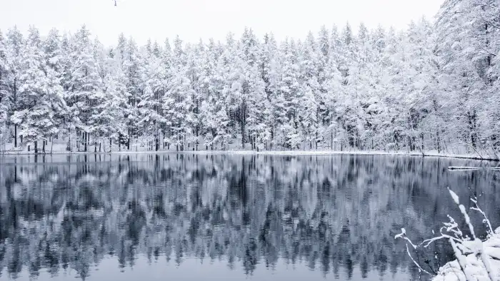 Winter Lake Frozen Forest Background HD Wallpapers