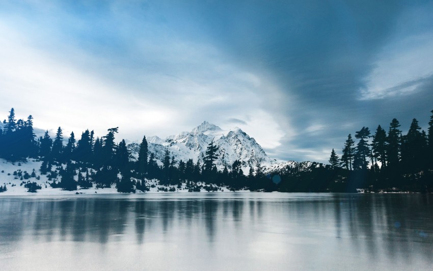 Winter Leak Tree Background HD Download