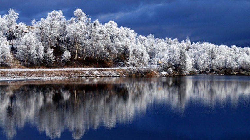 Winter Leak Tree Background HD Download