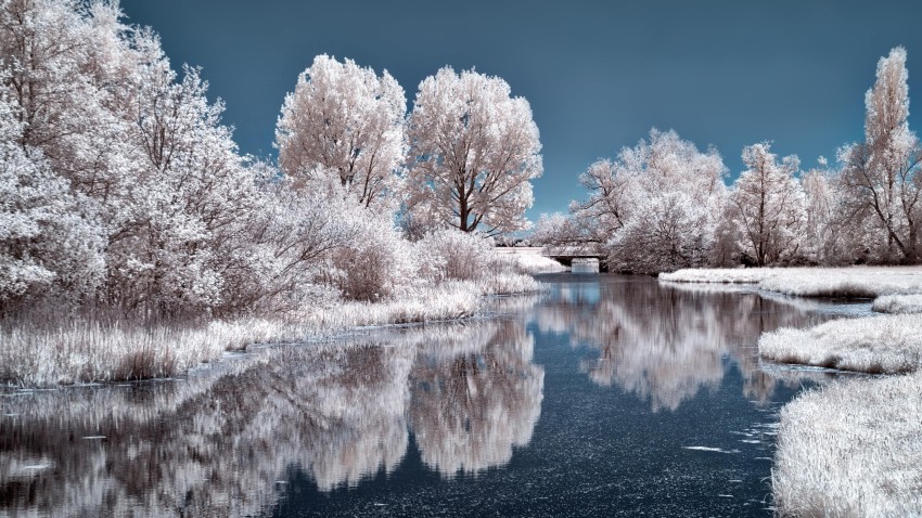 Winter Leak Tree Background HD Download