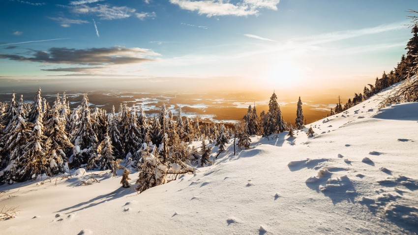 Winter Leak Tree Background HD Download