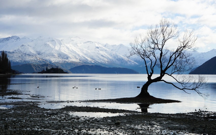 Winter Leak Tree Background HD Download