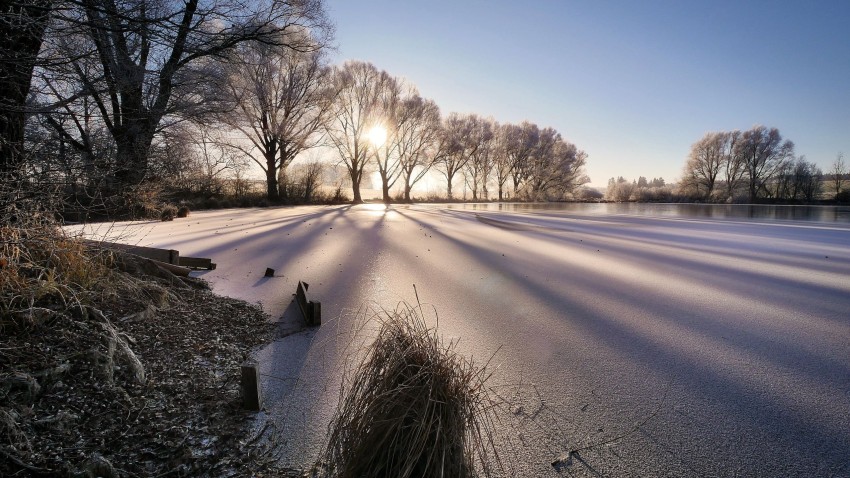 Winter Leak Tree Background HD Download