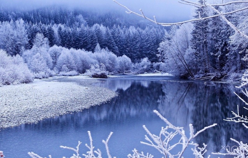 Winter Leak Tree Background HD Download