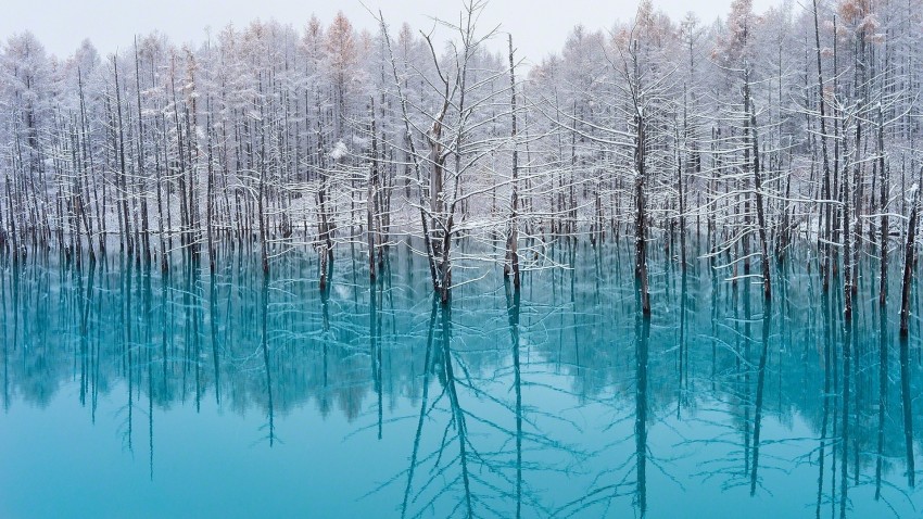 Winter Leak Tree Background HD Download