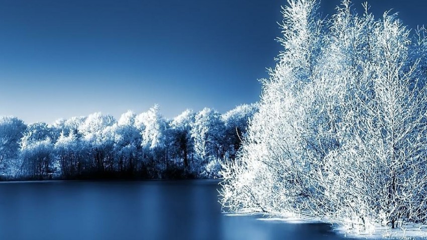 Winter Leak Tree Background HD Download