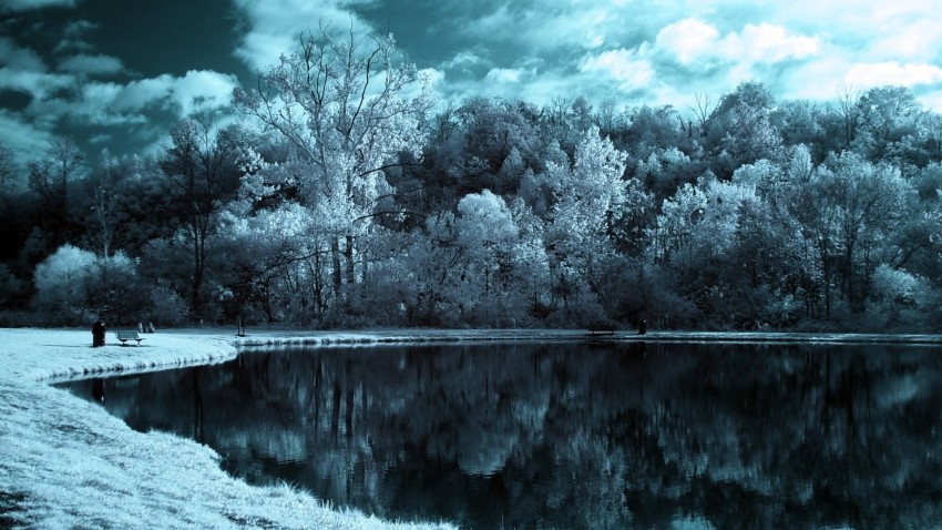 Winter Leak Tree Background HD Download