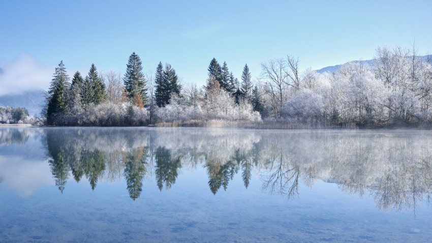 Winter Leak Tree Background HD Download