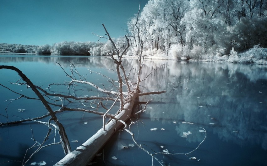 Winter Leak Tree Background HD Download