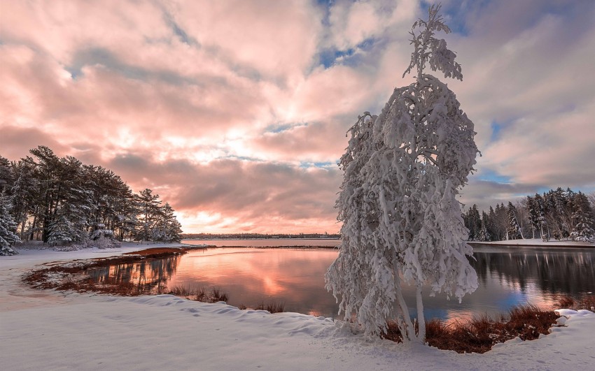 Winter Leak Tree Background HD Download