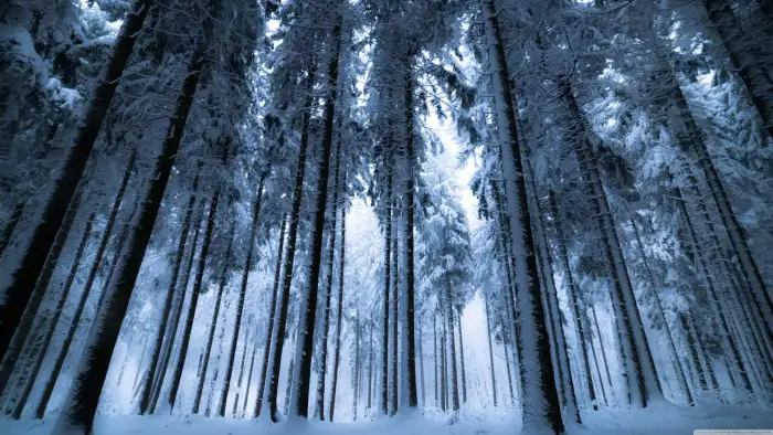 Winter Long Forest Background HD Wallpaper Free