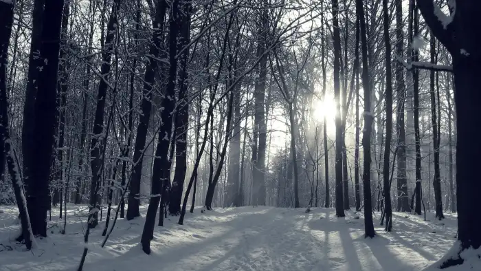 Winter Long Forest Background HD Wallpaper Free