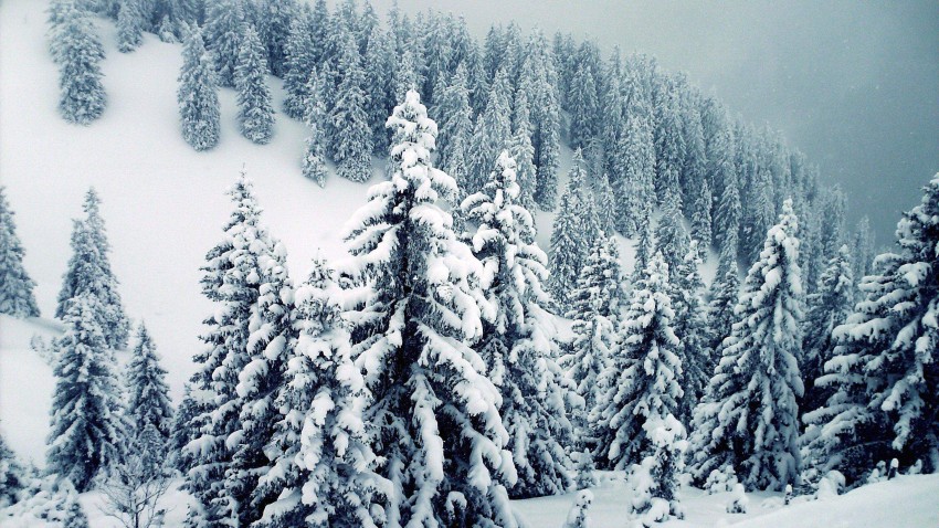 Winter Mountain Tree Background  HD Wallpaper Images