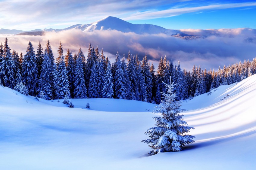 Winter Mountain Tree Background  HD Wallpaper Images