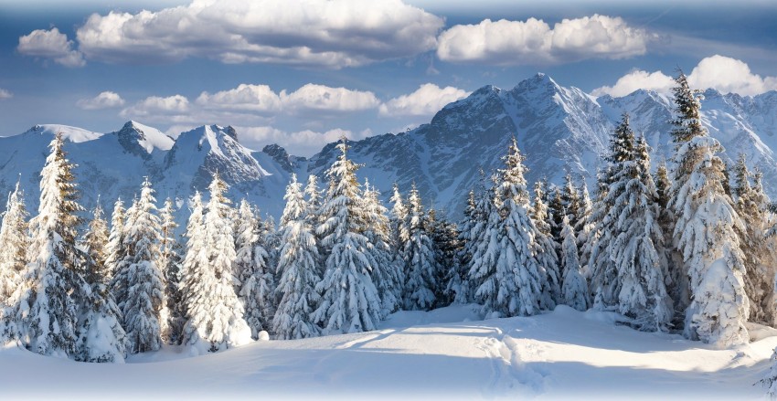 Winter Mountain Tree Background  HD Wallpaper Images