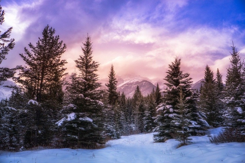 Winter Mountain Tree Background  HD Wallpaper Images