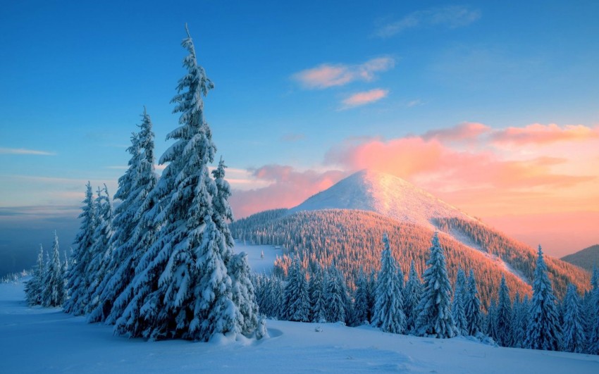 Winter Mountain Tree Background  HD Wallpaper Images