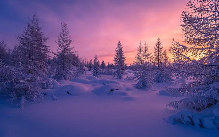 Winter Nigh Sky Forest Background HD Wallpaper Free