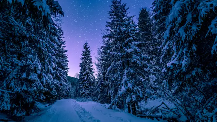 Winter Nigh Sky Forest Background HD Wallpaper Free