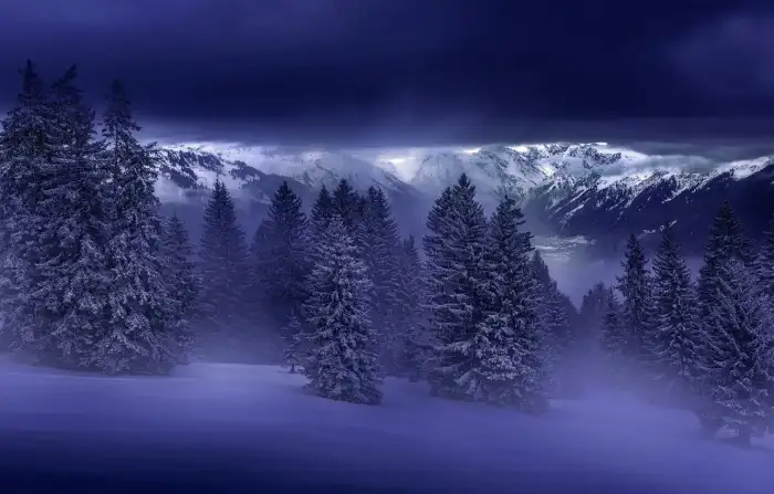 Winter Nigh Sky Forest Background HD Wallpaper Free