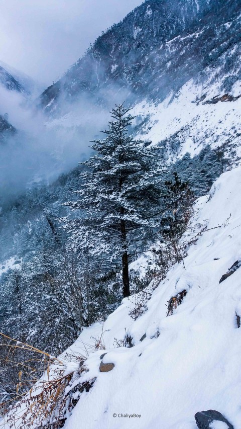 Winter Pine Tree Forest Background HD Download