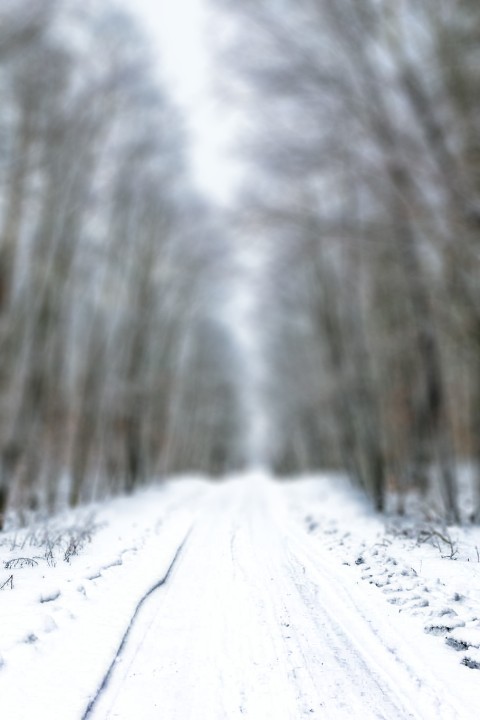 Winter Road Forest Editing CB Picsart Background HD Download