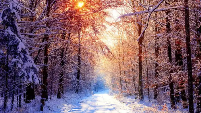 Winter Road Sunrise Forest Background HD Wallpaper Free