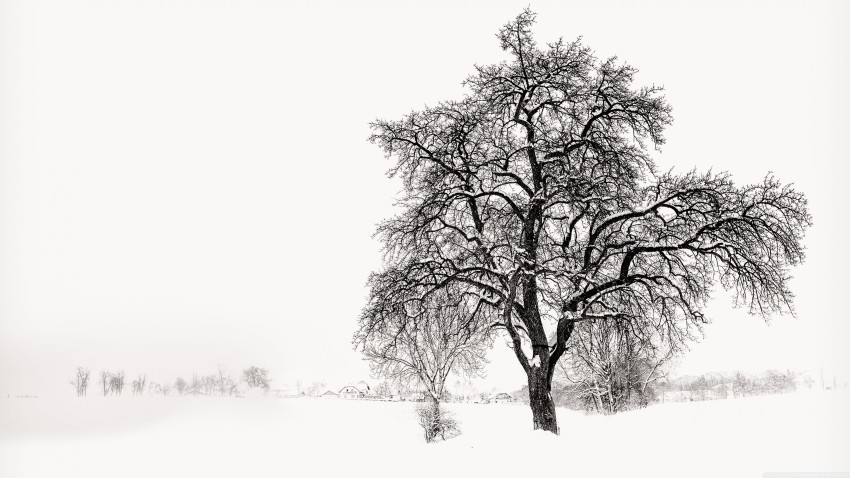 Winter Single Tree Background HD Download