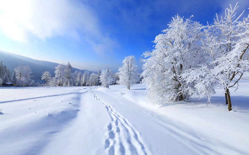 Winter Snow Tree Road Background HD Download Free