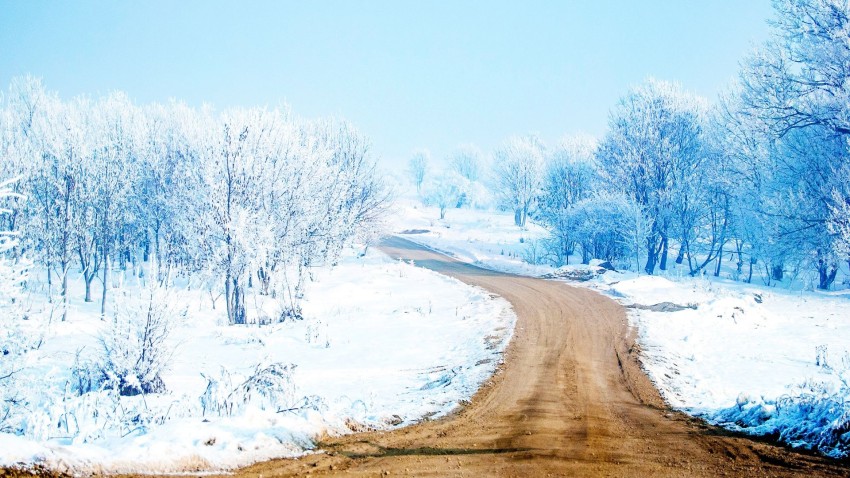 Winter Snow Tree Road Background HD Download Free