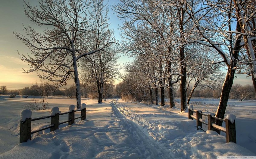 Winter Snow Tree Road Background HD Download Free