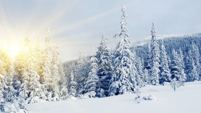 Winter Tree Background HD Images Photos Download