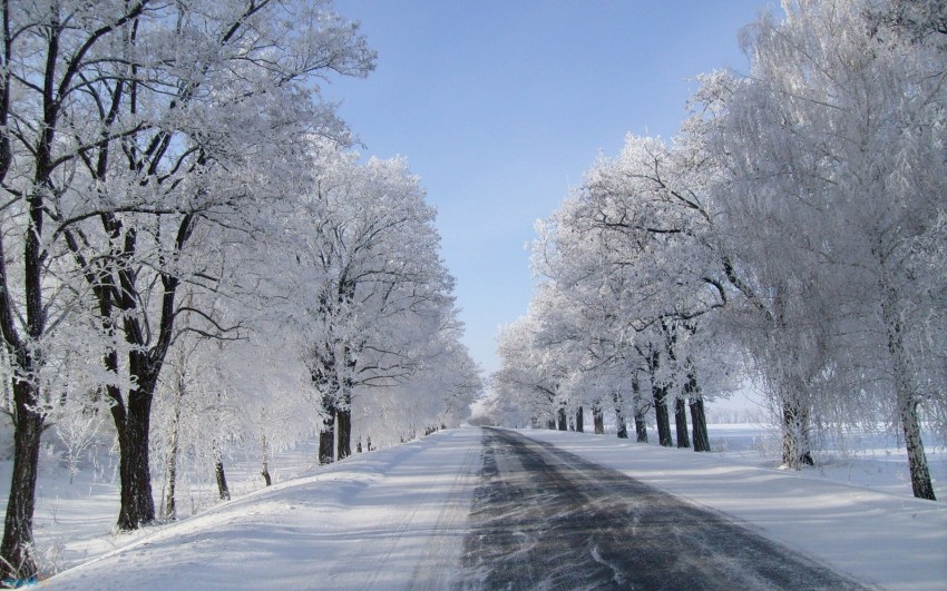 Winter Tree Background HD Images Photos Download