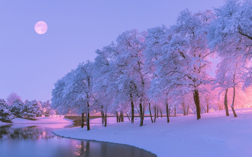 Winter Tree Background HD Images Photos Download