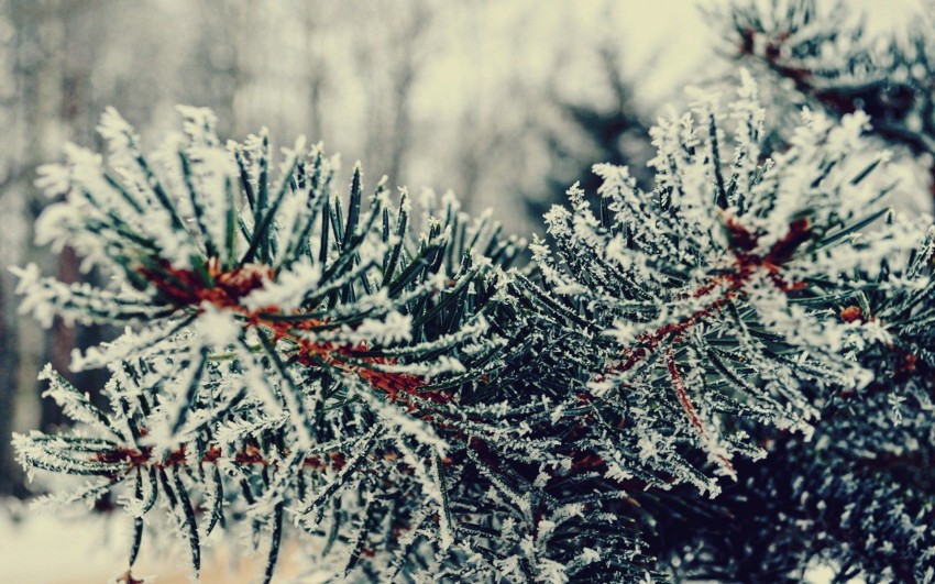 Winter Tree Branches  Background HD Images Photos