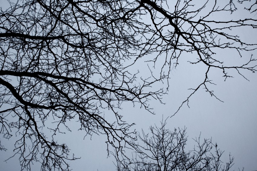 Winter Tree Branches  Background HD Images Photos